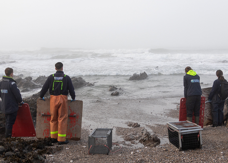 Seal Release - 18th January 2026