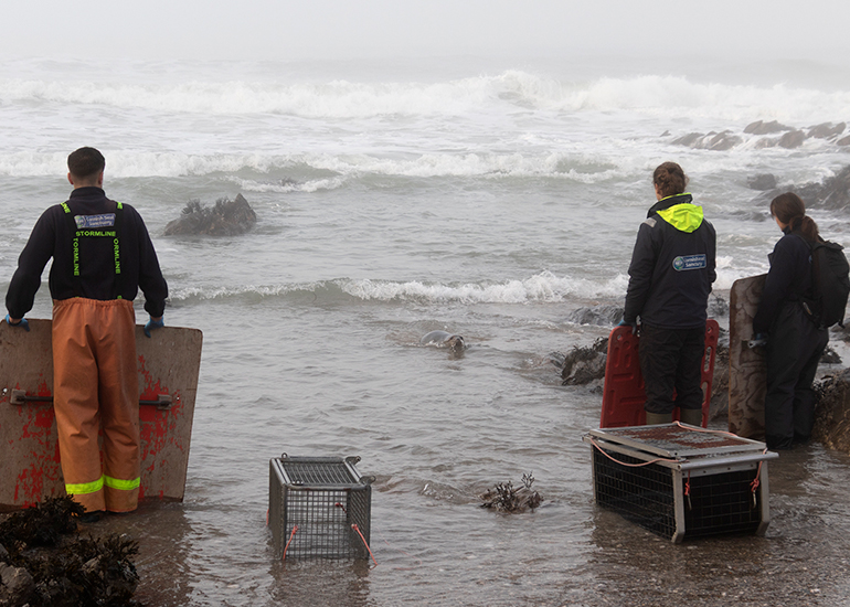 Seal Release - 18th January 2026