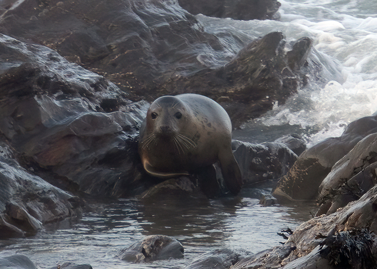 Seal Release - 18th January 2026