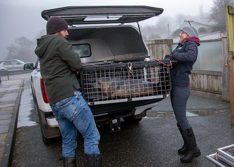 Seal Release - 18th January 2026