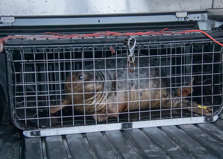 Seal Release - 18th January 2026