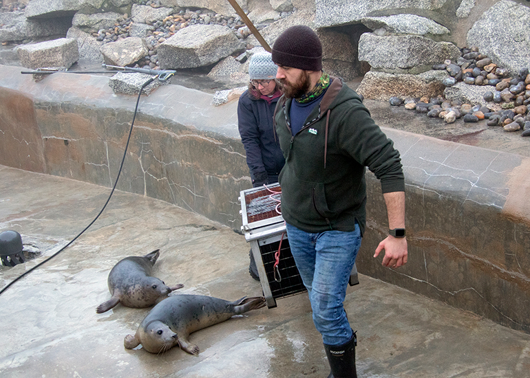 Seal Release - 18th January 2026