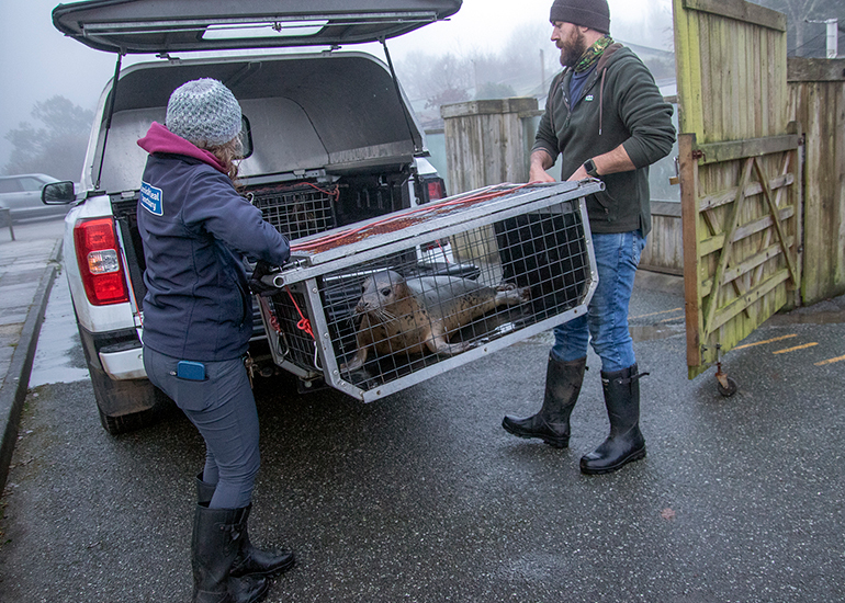 Seal Release - 18th January 2026