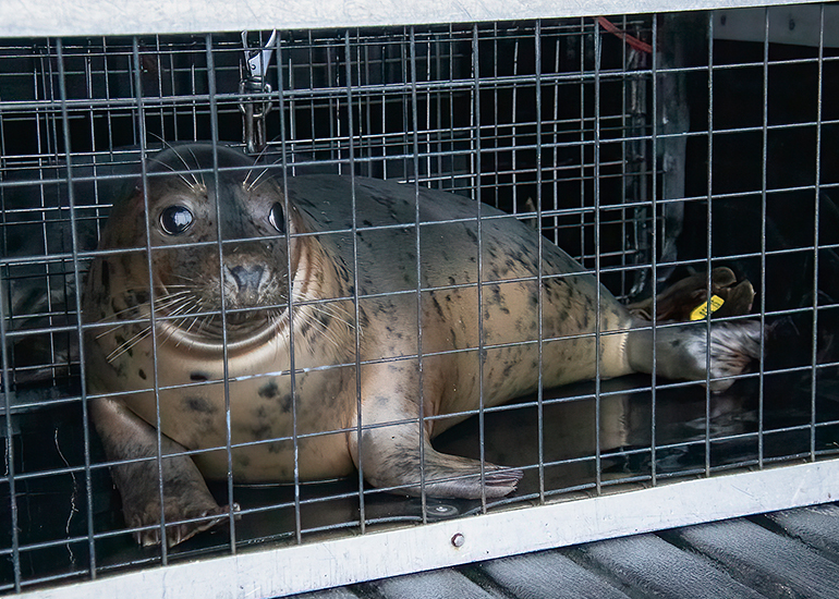 Seal Release - 18th January 2026