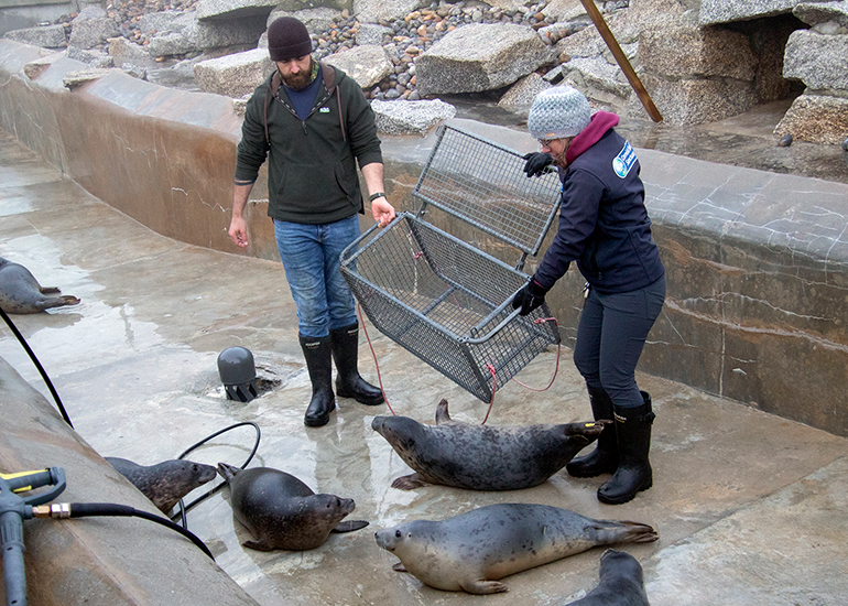Seal Release - 18th January 2026