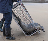 Seal Release - 19th November 2025