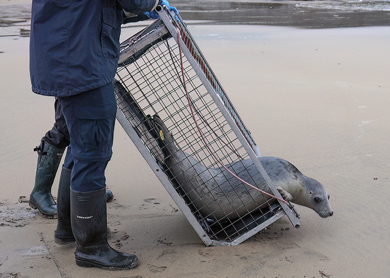 Seal Release - 18th November 2025