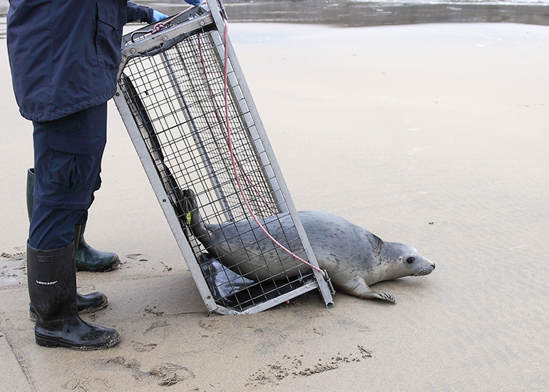 Seal Release - 18th November 2025