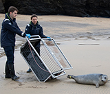 Seal Release - 19th November 2025
