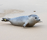 Seal Release - 19th November 2025