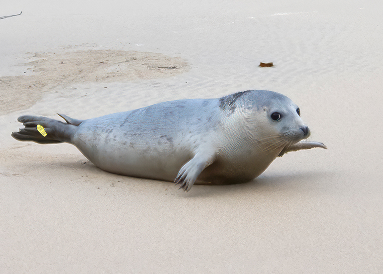 Seal Release - 18th November 2025