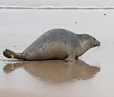 Seal Release - 19th November 2025