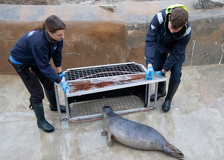Seal Release - 18th November 2025