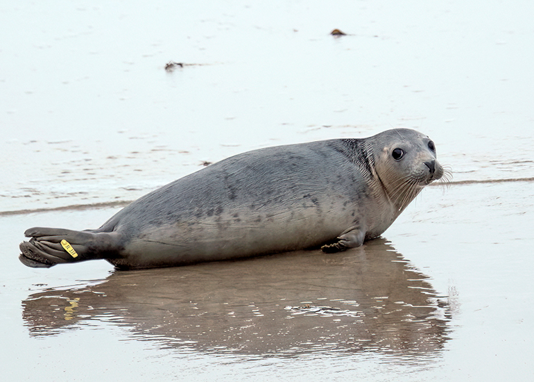 Seal Release - 18th November 2025