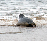 Seal Release - 19th November 2025