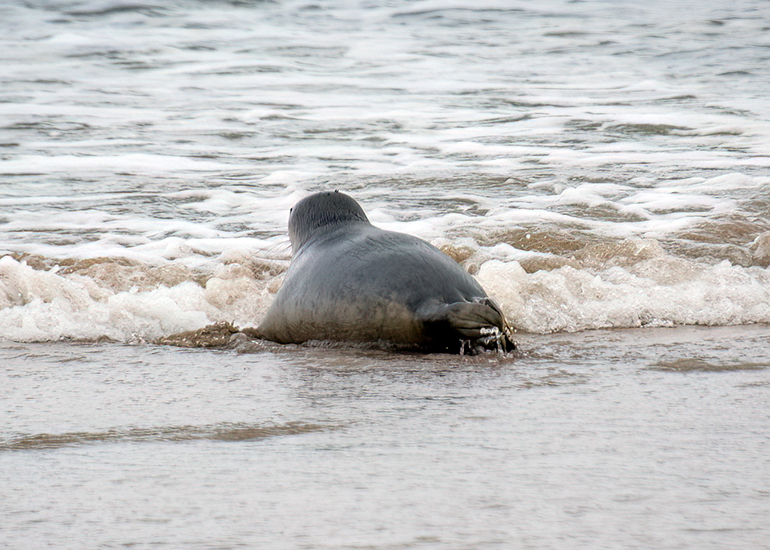 Seal Release - 18th November 2025