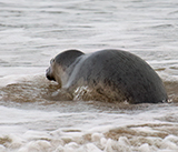 Seal Release - 19th November 2025