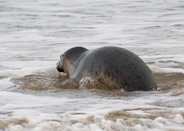 Seal Release - 18th November 2025