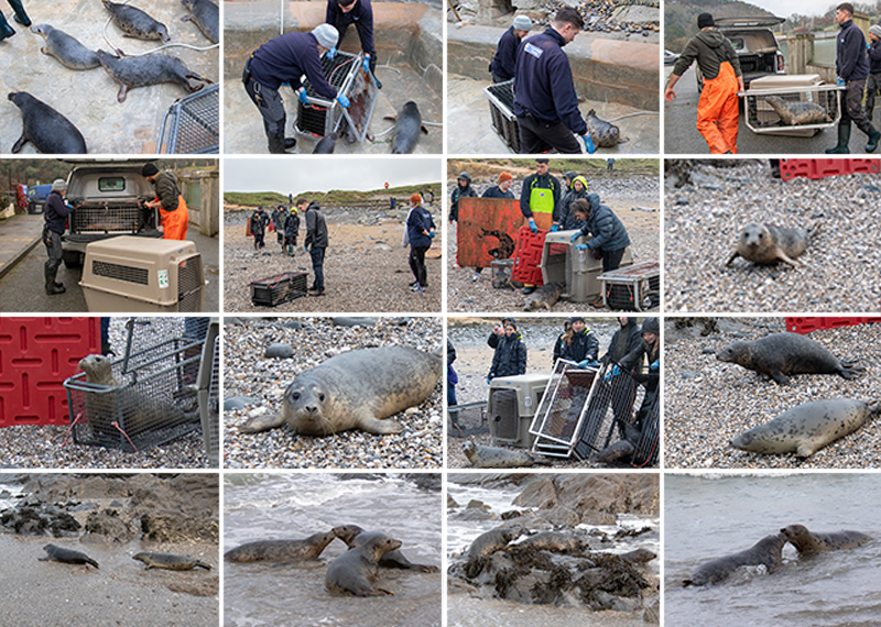 Seal Release - 19th January 2026