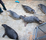Seal Release - 19th  January 2026
