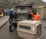 Seal Release - 19th  January 2026