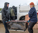 Seal Release - 19th  January 2026