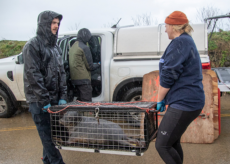 Seal Release - 19th January 2026
