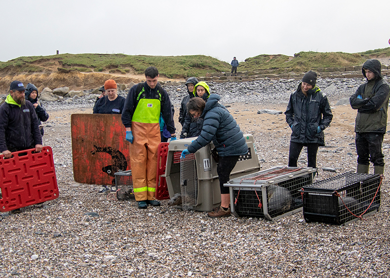 Seal Release - 19th January 2026