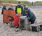 Seal Release - 19th  January 2026