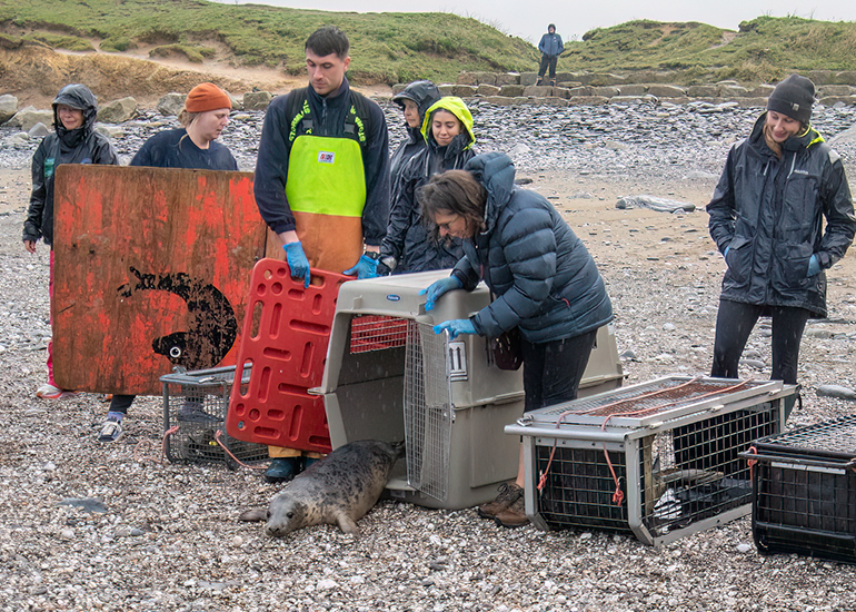 Seal Release - 19th January 2026