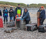 Seal Release - 19th  January 2026