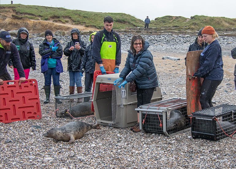 Seal Release - 19th January 2026
