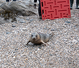 Seal Release - 19th  January 2026