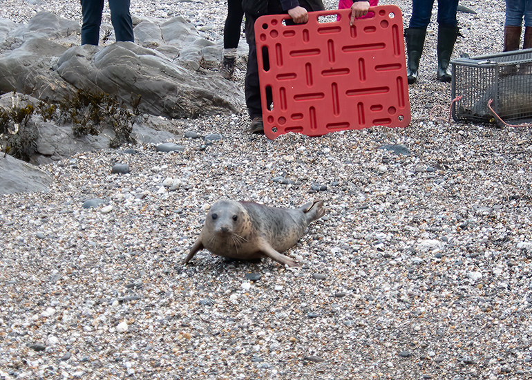 Seal Release - 19th January 2026