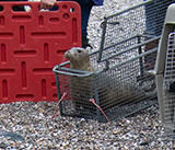Seal Release - 19th  January 2026