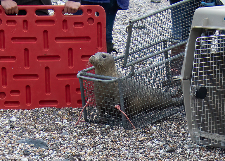 Seal Release - 19th January 2026