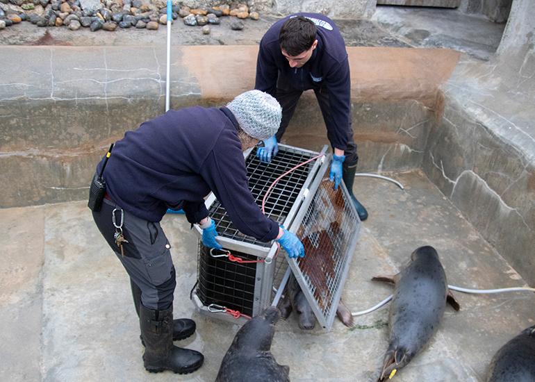 Seal Release - 19th January 2026