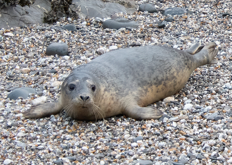 Seal Release - 19th January 2026