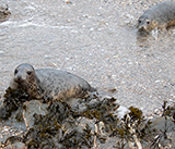 Seal Release - 19th  January 2026