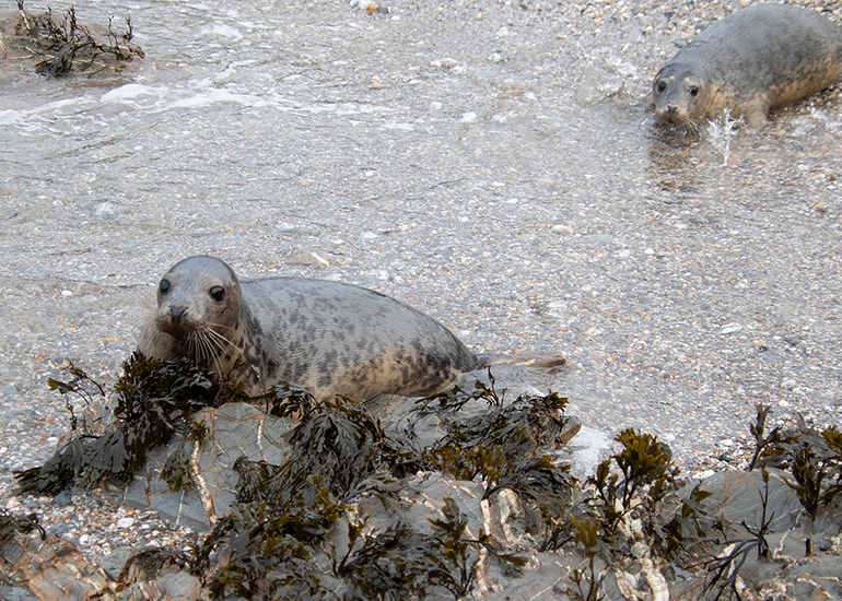Seal Release - 19th January 2026