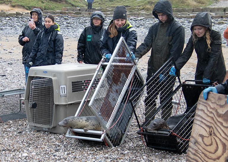Seal Release - 19th January 2026