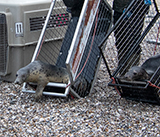Seal Release - 19th  January 2026