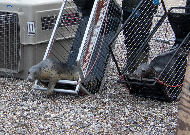 Seal Release - 19th January 2026