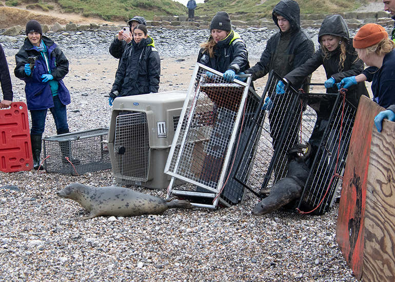 Seal Release - 19th January 2026