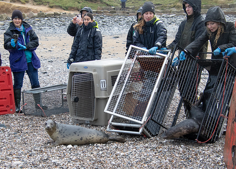 Seal Release - 19th January 2026