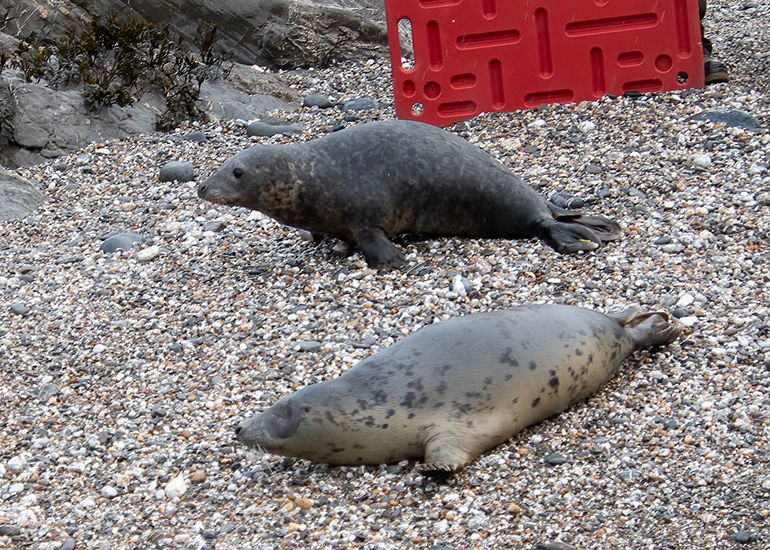 Seal Release - 19th January 2026