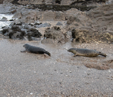 Seal Release - 19th  January 2026