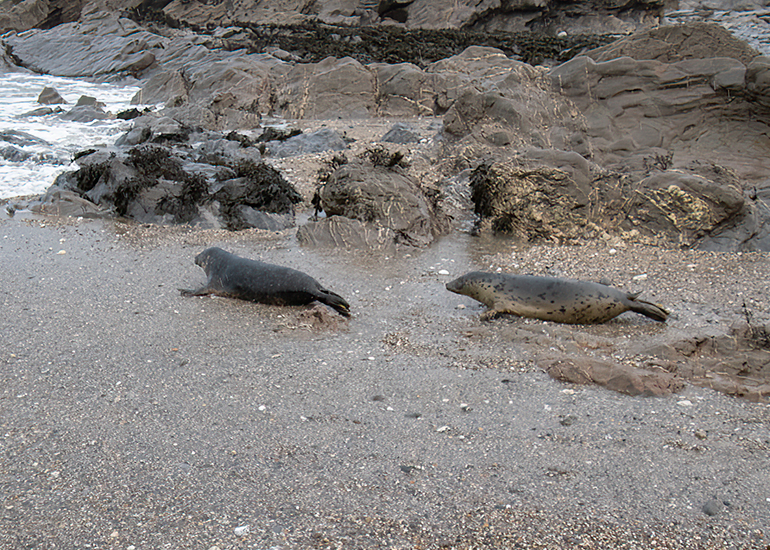 Seal Release - 19th January 2026