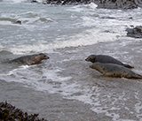 Seal Release - 19th  January 2026