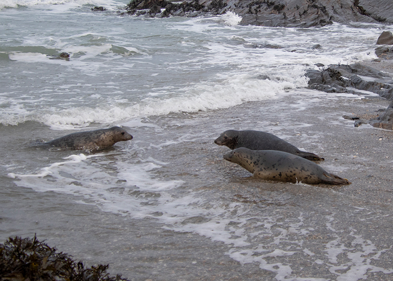 Seal Release - 19th January 2026